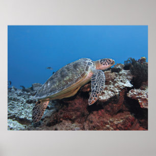 Schildkröte an der Kante Poster