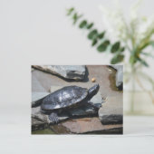 Schildkröte auf den Felsen Postkarte (Stehend Vorderseite)