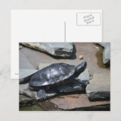 Schildkröte auf den Felsen Postkarte (Vorne/Hinten)