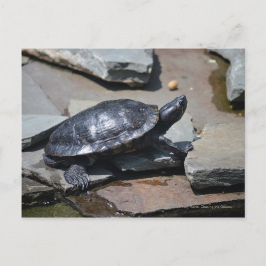 Schildkröte auf den Felsen Postkarte (Vorderseite)
