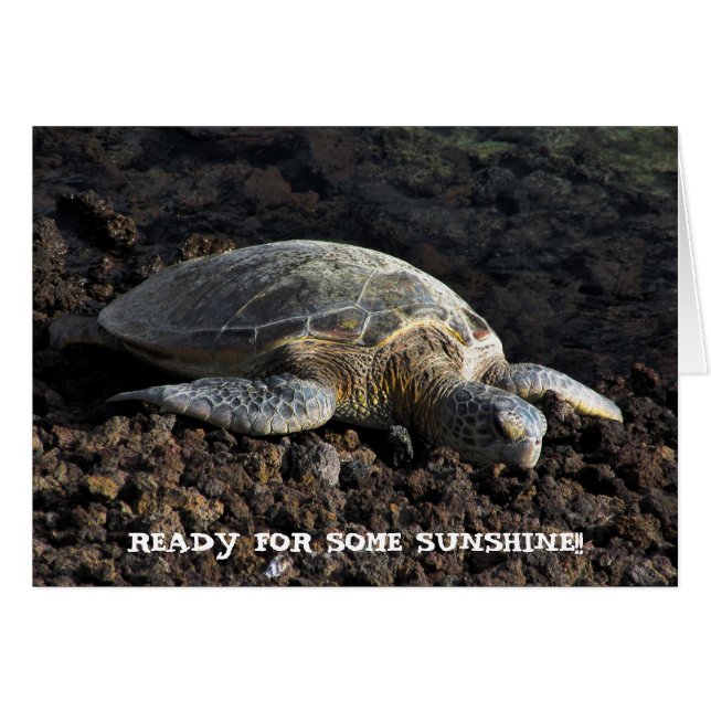 Schildkröte auf der Lava (Vorderseite (Horizontal))