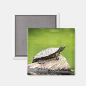 Schildkröte auf einem Stein Magnet (Vorderseite/Rückseite)