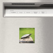 Schildkröte auf einem Stein Magnet (In Situ (Geschirrspüler))