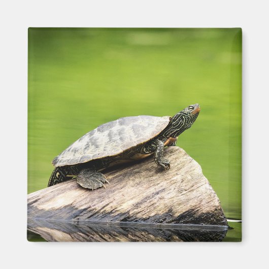 Schildkröte auf einem Stein Magnet (Vorne)