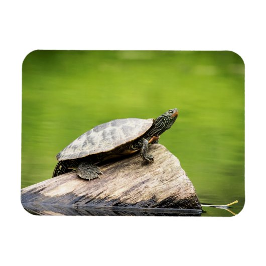 Schildkröte auf einem Stein Magnet (Horizontal)