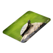 Schildkröte auf einem Stein Magnet (Linke Seite)