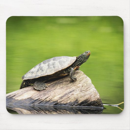 Schildkröte auf einem Stein Mousepad (Vorne)