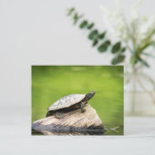 Schildkröte auf einem Stein Postkarte (Stehend Vorderseite)
