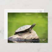 Schildkröte auf einem Stein Postkarte (Vorne/Hinten)