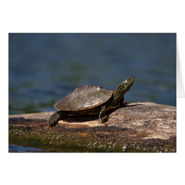 Schildkröte auf einem Zweig (Vorderseite (Horizontal))