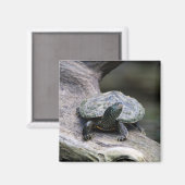 Schildkröte auf einem Zweig Magnet (Vorderseite/Rückseite)