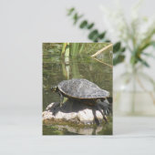 Schildkröte auf einer roten Postkarte (Stehend Vorderseite)
