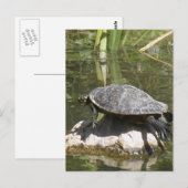 Schildkröte auf einer roten Postkarte (Vorne/Hinten)