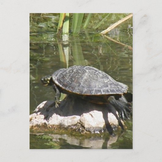 Schildkröte auf einer roten Postkarte (Vorderseite)