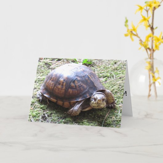 Schildkröte - Belated Birthday Karte (Gelbe Blume)