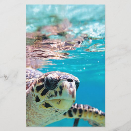 Schildkröte Briefpapier (Vorderseite)