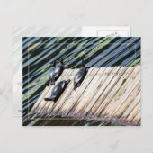 Schildkröte-Erholung Postkarte (Vorne/Hinten)