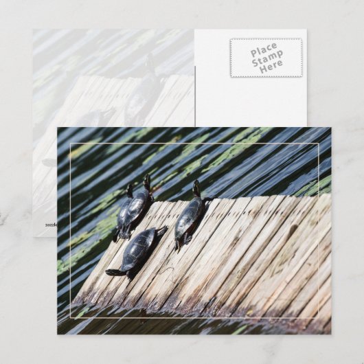 Schildkröte-Erholung Postkarte (Vorne/Hinten)