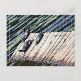 Schildkröte-Erholung Postkarte
