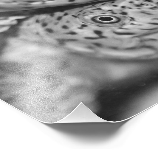 Schildkröte, Foto (Ecke)