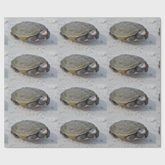 Schildkröte-Foto Geschenkpapier (Flach)