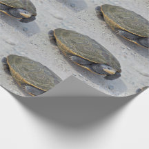 Schildkröte-Foto