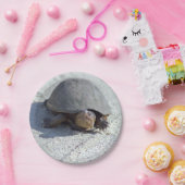 Schildkröte-Foto Pappteller (Party)