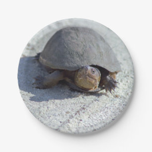 Schildkröte-Foto Pappteller