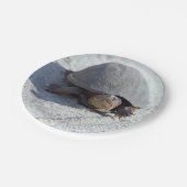 Schildkröte-Foto Pappteller (Schrägansicht)