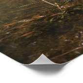 Schildkröte-Foto-Poster Poster (Ecke)