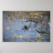 Schildkröte-Foto-Poster Poster (Vorne)