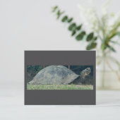 Schildkröte Foto Postkarte (Stehend Vorderseite)