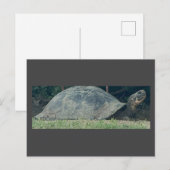 Schildkröte Foto Postkarte (Vorne/Hinten)