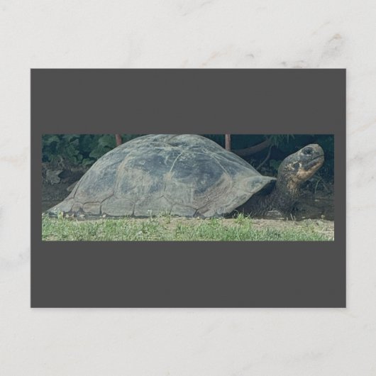 Schildkröte Foto Postkarte (Vorderseite)