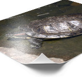 "Schildkröte" Fotodruck (Ecke)