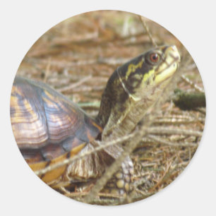 Schildkröte - Hals aus Runder Aufkleber