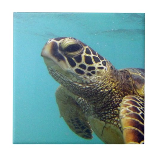 Schildkröte Hawaiis Honu Fliese (Vorderseite)
