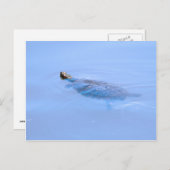 Schildkröte im Teich Postkarte (Vorne/Hinten)