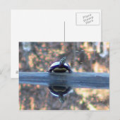 Schildkröte im Teich-Postkarte Postkarte (Vorne/Hinten)