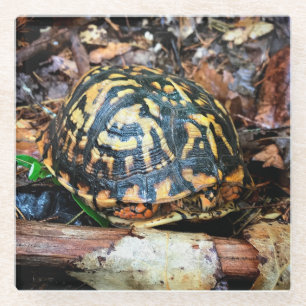 Schildkröte im Wald, Chester, South Carolina Post Glasuntersetzer