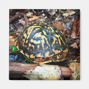 Schildkröte im Wald, Chester, South Carolina Post Magnet