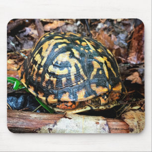Schildkröte im Wald, Chester, South Carolina Post Mousepad