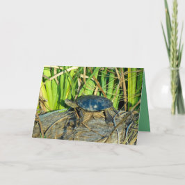 Schildkröte in der Sun-Gruß-Karte Karte
