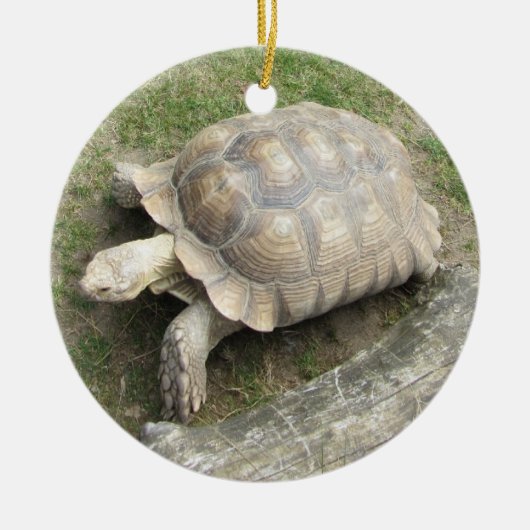 Schildkröte Keramik Ornament (Vorne)