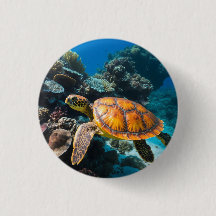 Schildkröte Korallenriff Unterwasser
