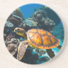 Schildkröte Korallenriff Unterwasser