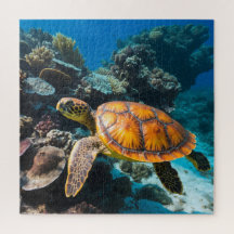 Schildkröte Korallenriff Unterwasser