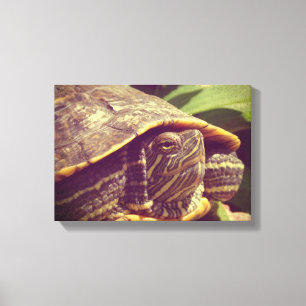 Schildkröte Leinwanddruck