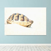 Schildkröte Leinwanddruck (Insitu (Holzboden))