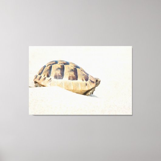 Schildkröte Leinwanddruck (Vorderseite)